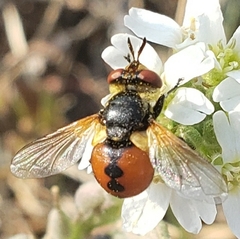 Gymnosoma