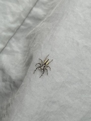 Phintelloides versicolor