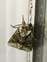 Lacinipolia explicata