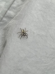 Phintelloides versicolor