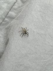 Phintelloides versicolor