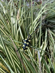 Anoplophora horsfieldii