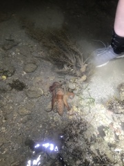 Callistoctopus dierythraeus