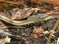 Ophisaurus ventralis