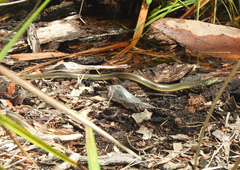 Ophisaurus ventralis
