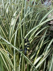 Anoplophora horsfieldii