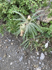 Cirsium hookerianum