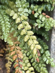 Asplenium viride