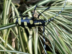 Anoplophora horsfieldii
