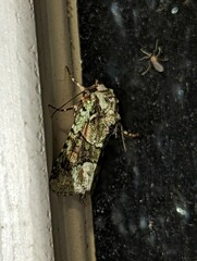 Lacinipolia explicata