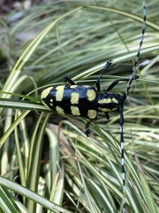 Anoplophora horsfieldii