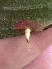 Blaesodiplosis