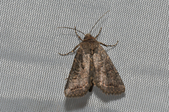 Protorthodes melanopis