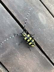 Anoplophora horsfieldii