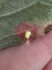 Blaesodiplosis