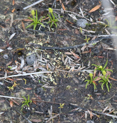 Phylloglossum drummondii