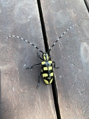 Anoplophora horsfieldii