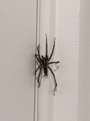 Agelenopsis