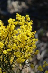 Acacia spinescens