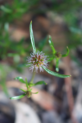 Opercularia scabrida