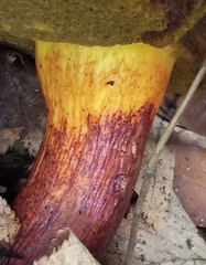 Cyanoboletus pulverulentus