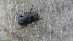 Dorcus rectus rectus