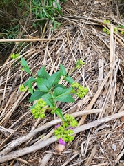 Mirabilis nyctaginea