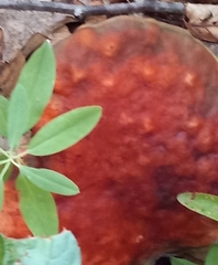 Cyanoboletus pulverulentus