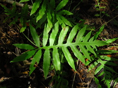 Woodwardia areolata