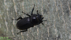 Dorcus rectus rectus