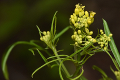 Brassicaceae