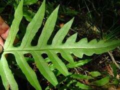 Woodwardia areolata