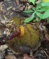 Cyanoboletus pulverulentus