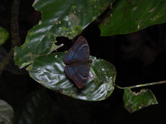 Euriphene
