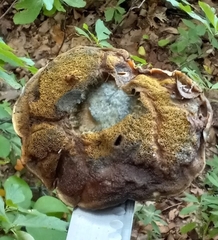 Cyanoboletus pulverulentus
