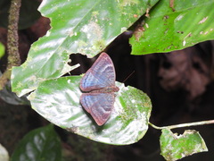 Euriphene