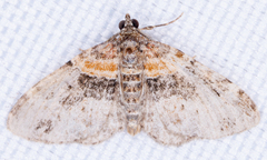 Xanthorhoe ferrugata