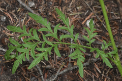Brassicaceae