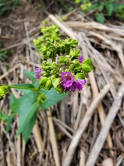 Mirabilis nyctaginea