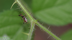 Sphedanolestes impressicollis