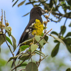 Pheucticus aureoventris