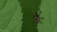 Sphedanolestes impressicollis