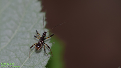 Sphedanolestes impressicollis