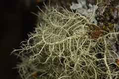 Usnea