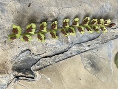 Asplenium viride
