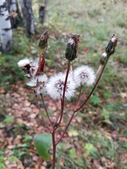 Crepis sibirica