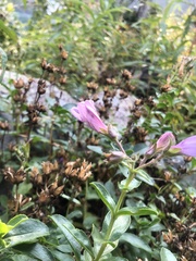 Penstemon ellipticus