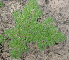 Annesorhiza macrocarpa