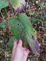 Crepis sibirica