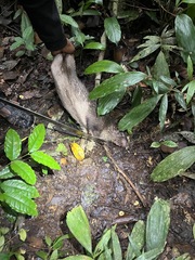 Atherurus africanus